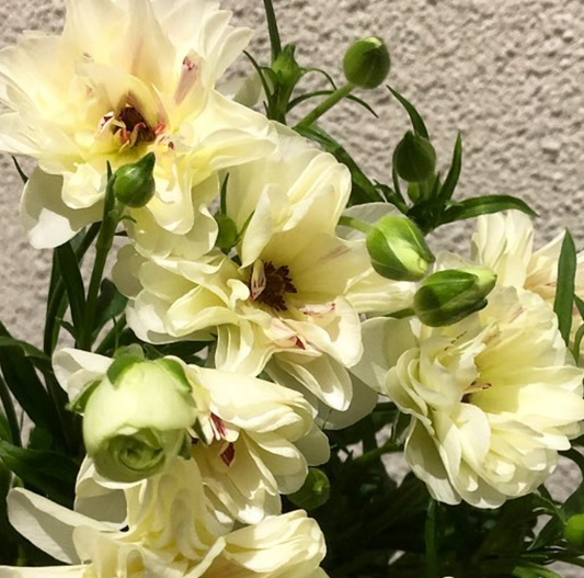 Ranunculus 'Lux Semiramis' 7 Bulbs