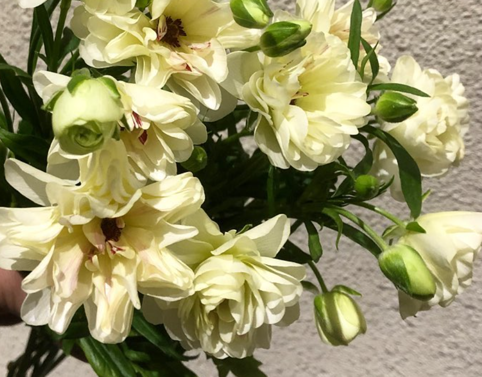 Ranunculus 'Lux Semiramis' 7 Bulbs