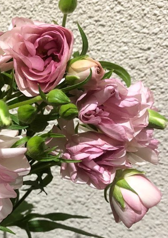 Ranunculus 'Lux Castalia' 7 Bulbs