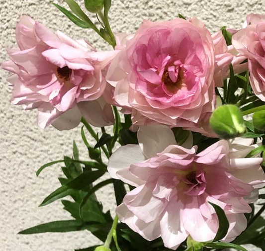 Ranunculus 'Lux Castalia' 7 Bulbs