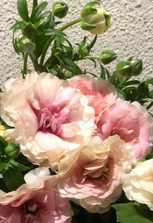 Ranunculus 'Lux Ariadne' 7 Bulbs