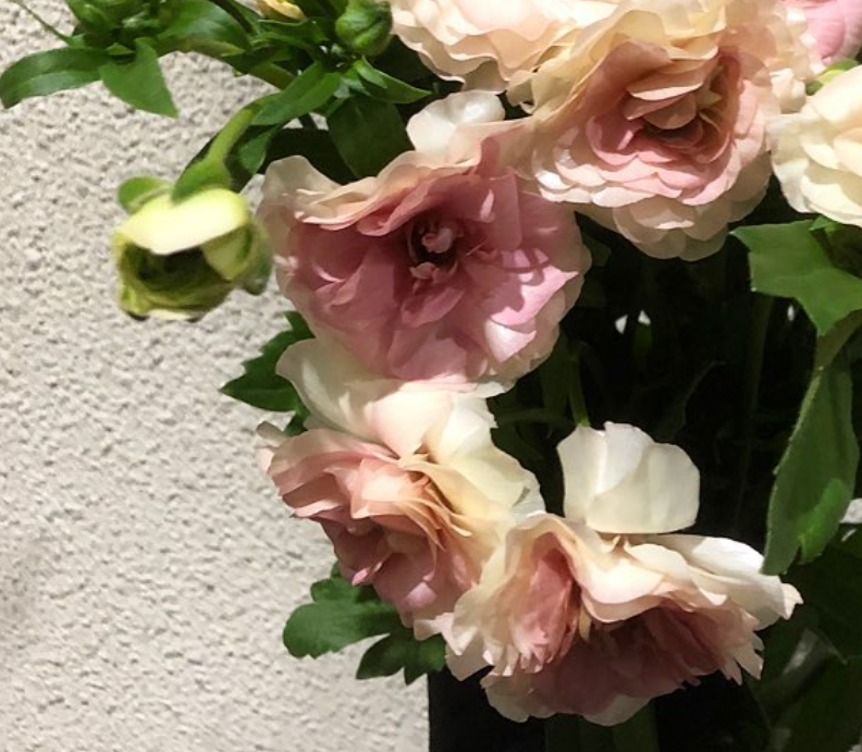 Ranunculus 'Lux Ariadne' 7 Bulbs