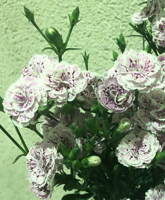 Dianthus ’Raffine Pier’ 100 Seeds