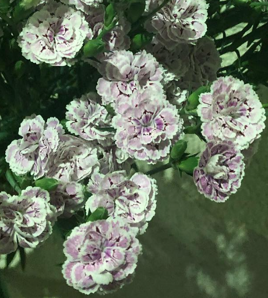 Dianthus ’Raffine Pier’ 100 Seeds