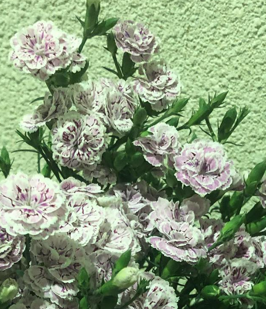 Dianthus ’Raffine Pier’ 100 Seeds