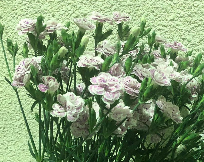 Dianthus ’Raffine Pier’ 100 Seeds