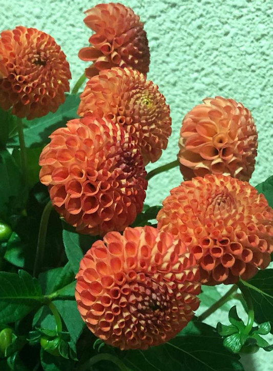 Dahlia 'Pompon Orange' 100 Seeds