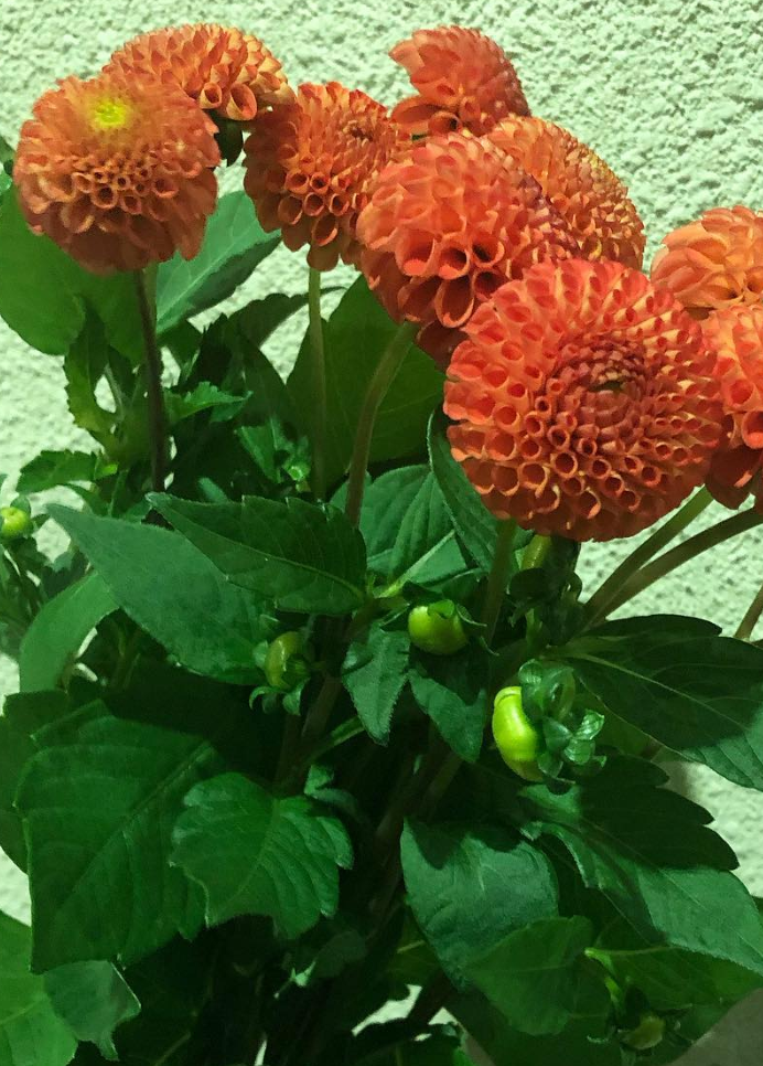 Dahlia 'Pompon Orange' 100 Seeds