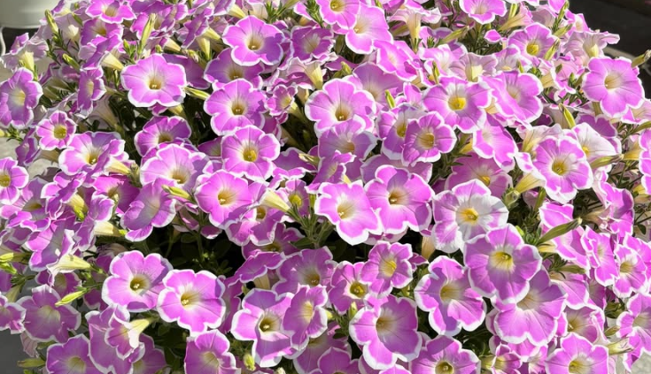 Calibrachoa ( Superbells ) Strawberry Shake 15 Pellets