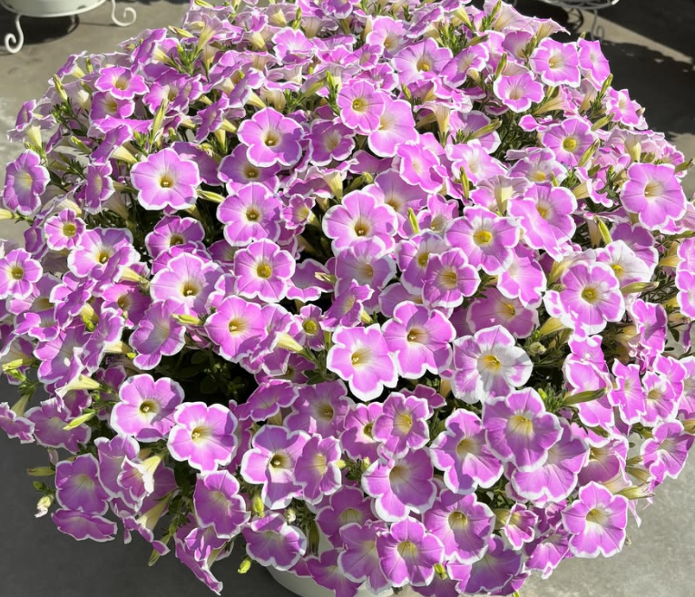 Calibrachoa ( Superbells ) Strawberry Shake 15 Pellets