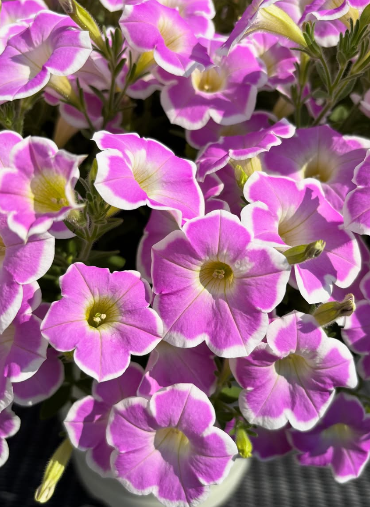 Calibrachoa ( Superbells ) Strawberry Shake 15 Pellets