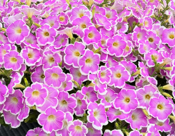 Calibrachoa ( Superbells ) Strawberry Shake 15 Pellets