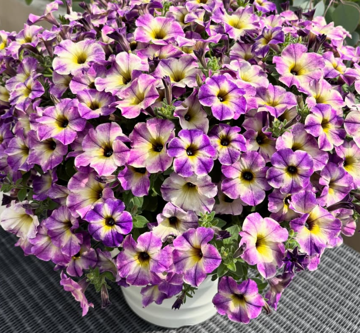 Calibrachoa ( Superbells ) Blue Moment 15 Pellets