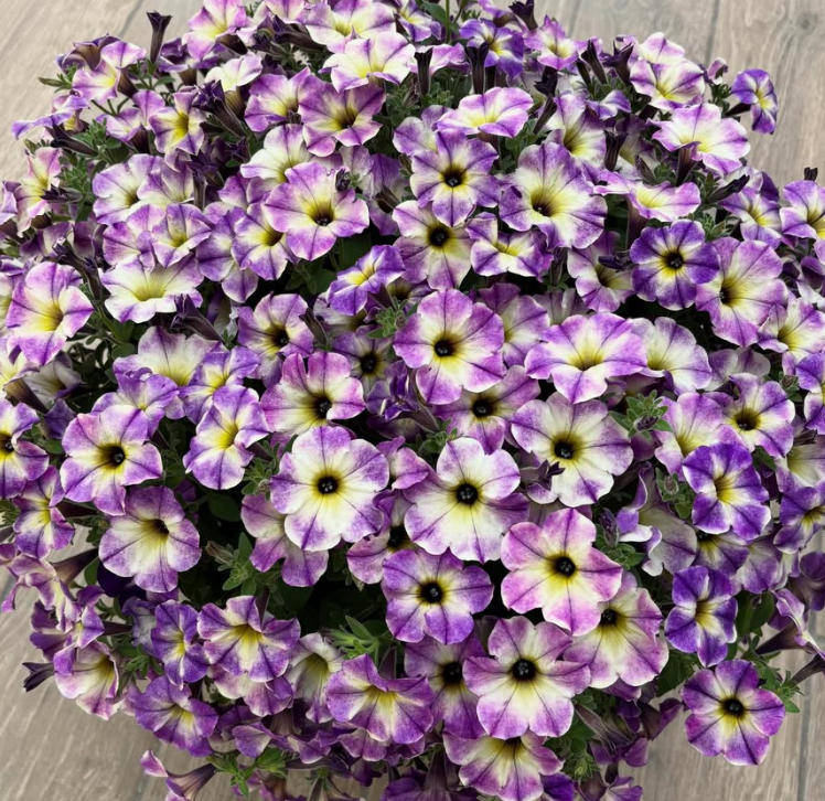 Calibrachoa ( Superbells ) Blue Moment 15 Pellets