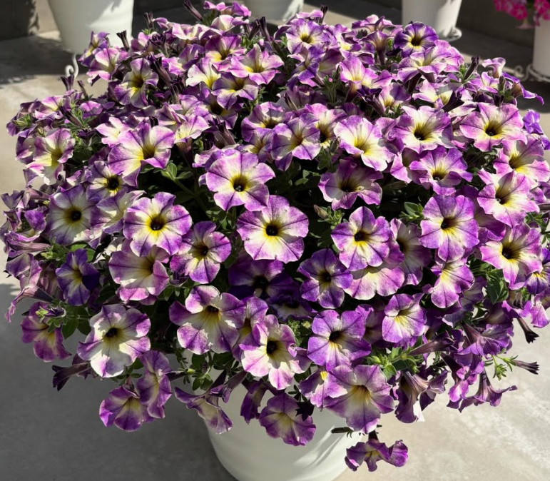 Calibrachoa ( Superbells ) Blue Moment 15 Pellets