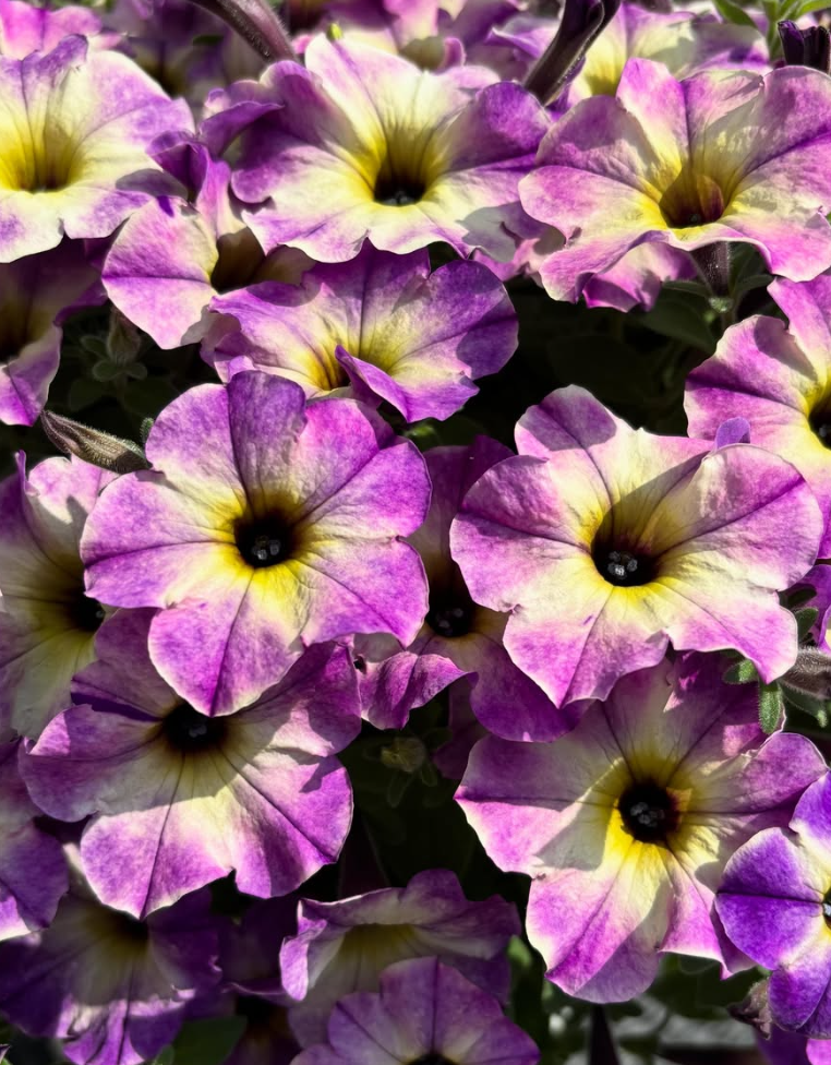 Calibrachoa ( Superbells ) Blue Moment 15 Pellets