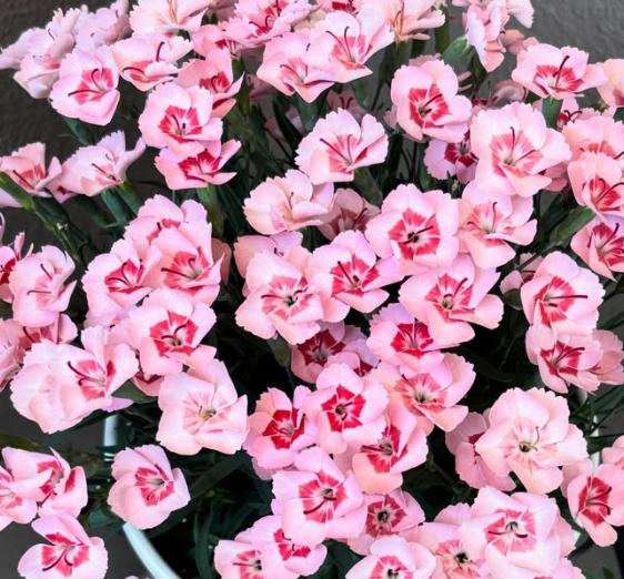Dianthus ’Peach Latte’ 100 Seeds