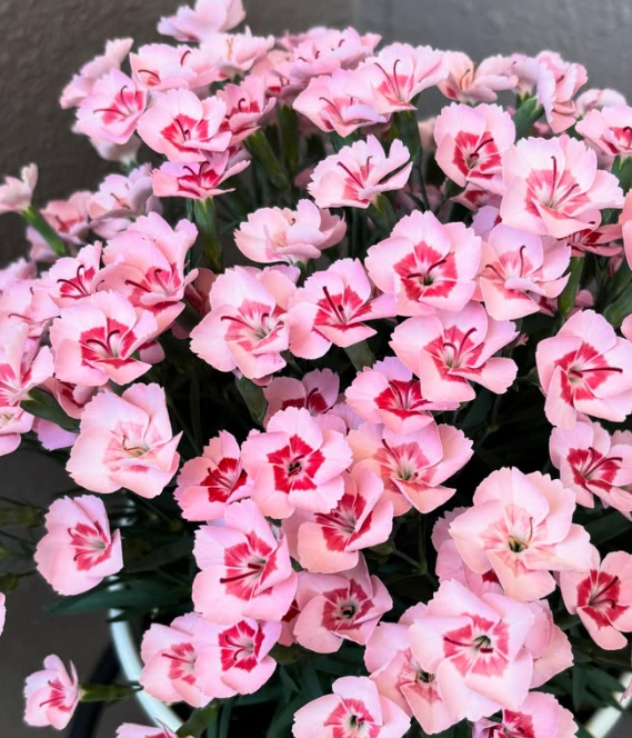 Dianthus ’Peach Latte’ 100 Seeds