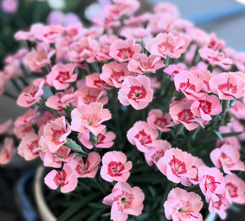 Dianthus ’Peach Latte’ 100 Seeds