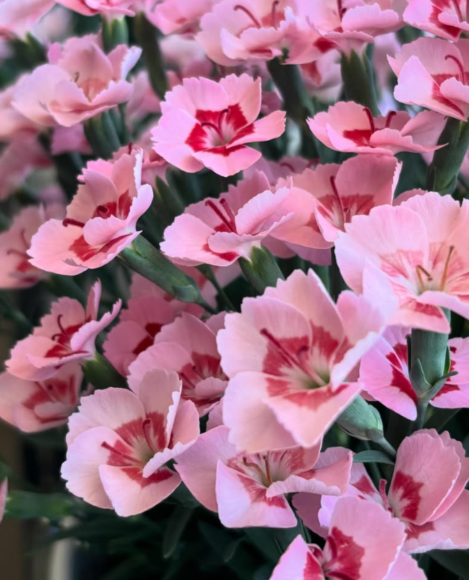Dianthus ’Peach Latte’ 100 Seeds