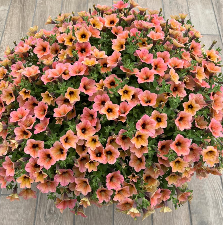 Calibrachoa ( Superbells ) Coral Cheek 15 Pellets