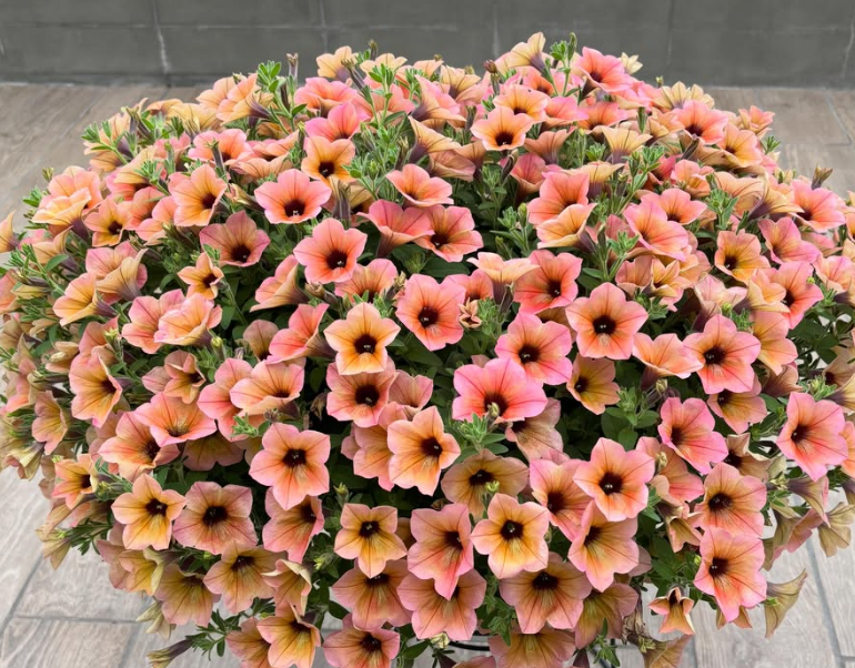 Calibrachoa ( Superbells ) Coral Cheek 15 Pellets