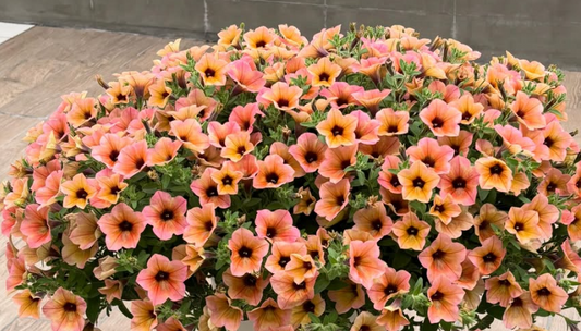 Calibrachoa ( Superbells ) Coral Cheek 15 Pellets
