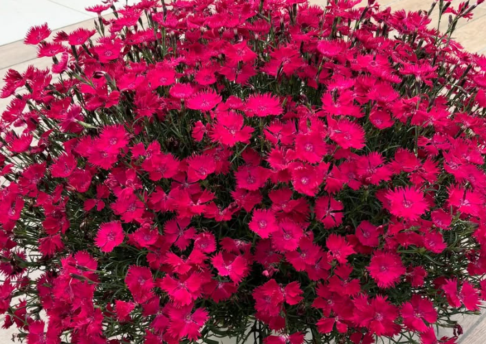 Dianthus ’Akairo’ 100 Seeds