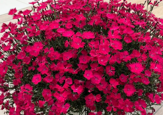Dianthus ’Akairo’ 100 Seeds