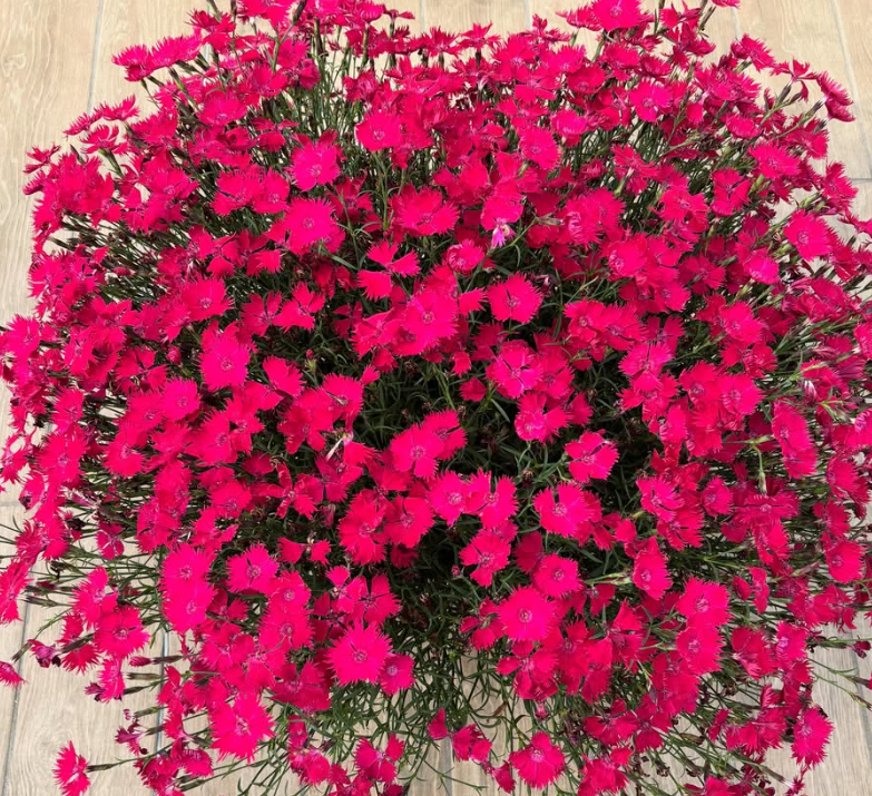 Dianthus ’Akairo’ 100 Seeds