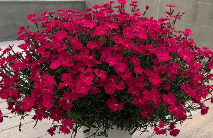 Dianthus ’Akairo’ 100 Seeds