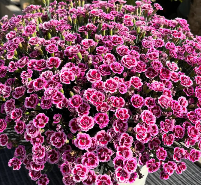 Dianthus ’Berry Rose’ 100 Seeds