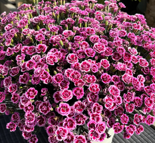 Dianthus ’Berry Rose’ 100 Seeds