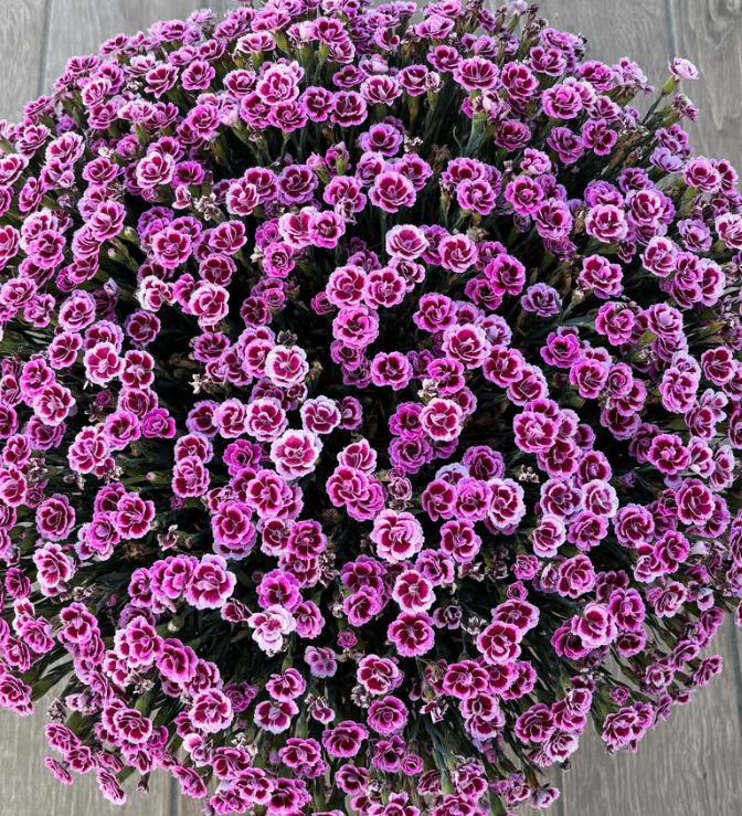 Dianthus ’Berry Rose’ 100 Seeds