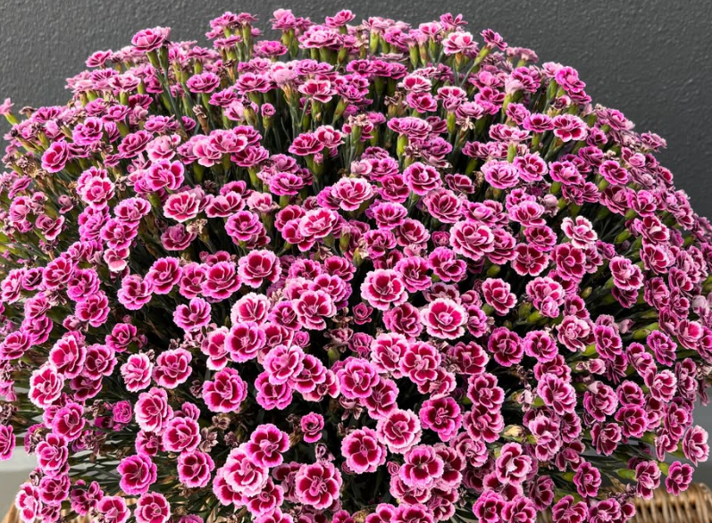 Dianthus ’Berry Rose’ 100 Seeds