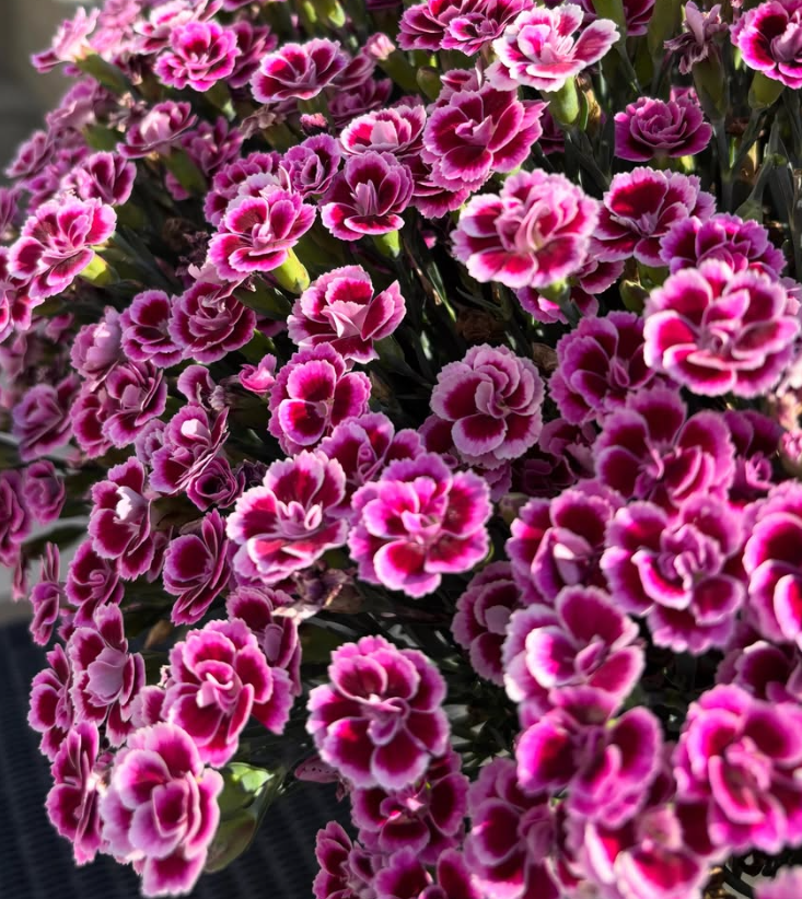 Dianthus ’Berry Rose’ 100 Seeds