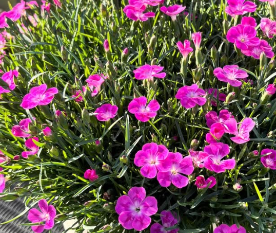 Dianthus ’Mystery Pink’ 100 Seeds