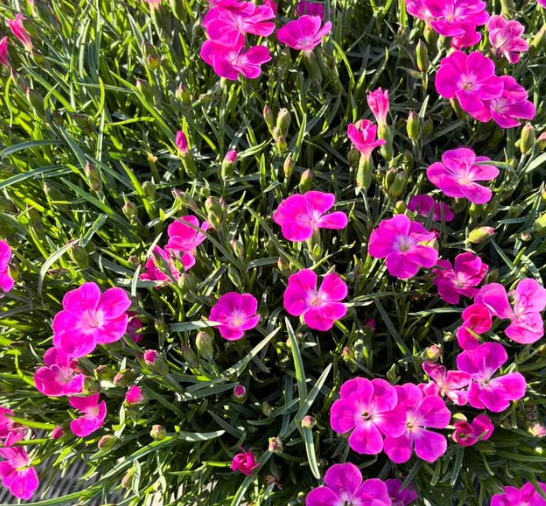Dianthus ’Mystery Pink’ 100 Seeds