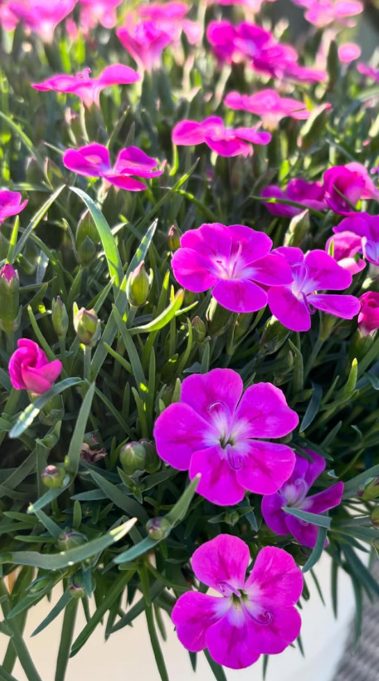 Dianthus ’Mystery Pink’ 100 Seeds
