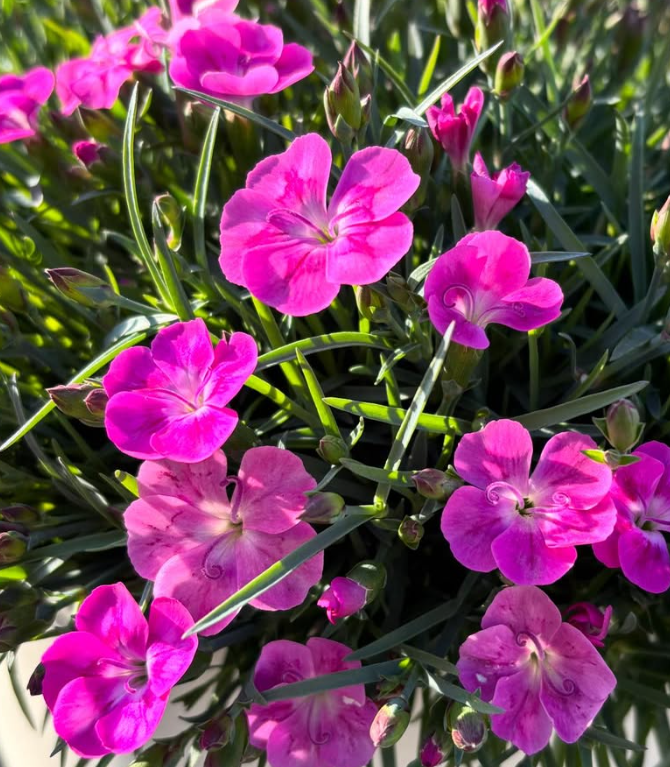 Dianthus ’Mystery Pink’ 100 Seeds