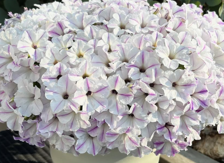 Calibrachoa ( Superbells ) Ruri-iro Kazeguruma 15 Pellets