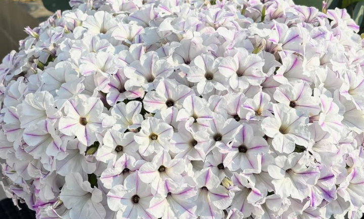 Calibrachoa ( Superbells ) Ruri-iro Kazeguruma 15 Pellets