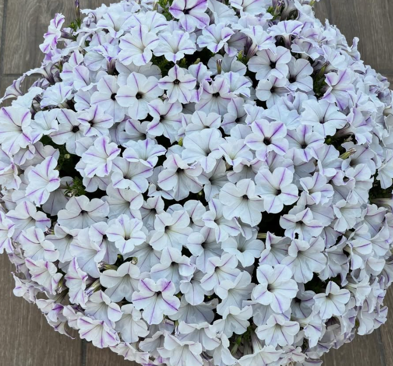 Calibrachoa ( Superbells ) Ruri-iro Kazeguruma 15 Pellets
