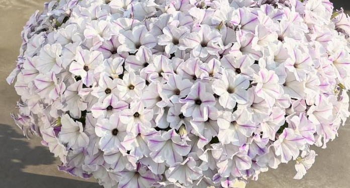Calibrachoa ( Superbells ) Ruri-iro Kazeguruma 15 Pellets