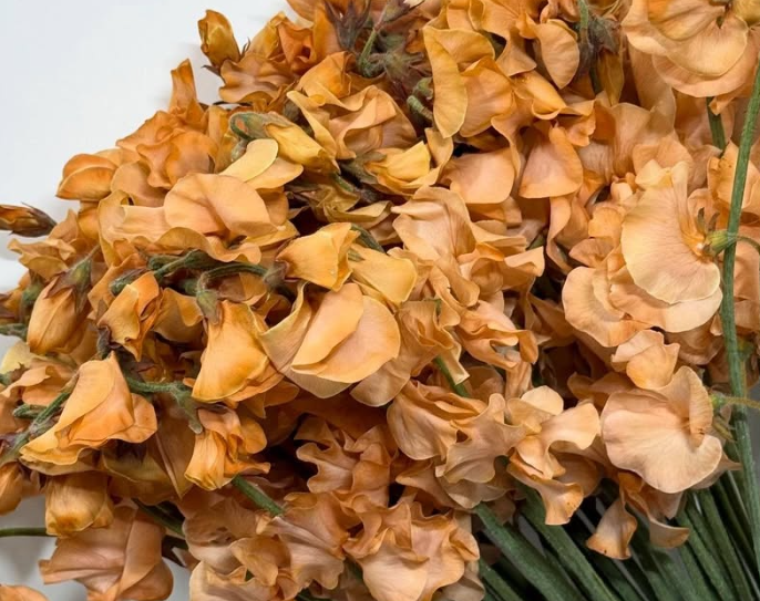 Lathyrus odoratus ( sweet pea ) Japan Series Coffee 20 Seeds