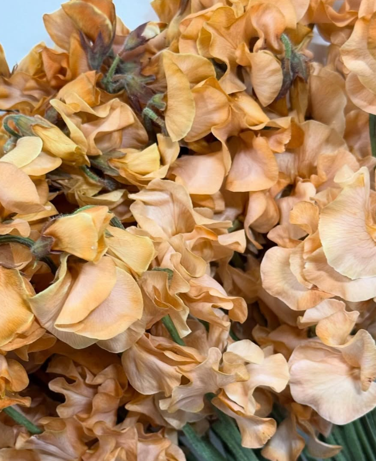 Lathyrus odoratus ( sweet pea ) Japan Series Coffee 20 Seeds