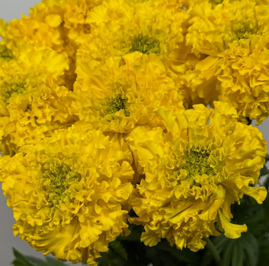 Tagetes ( Marigold ) 'Afro Yellow Imp' 100 Seeds