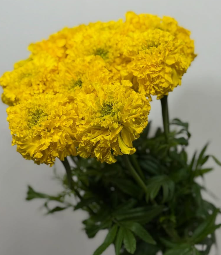 Tagetes ( Marigold ) 'Afro Yellow Imp' 100 Seeds