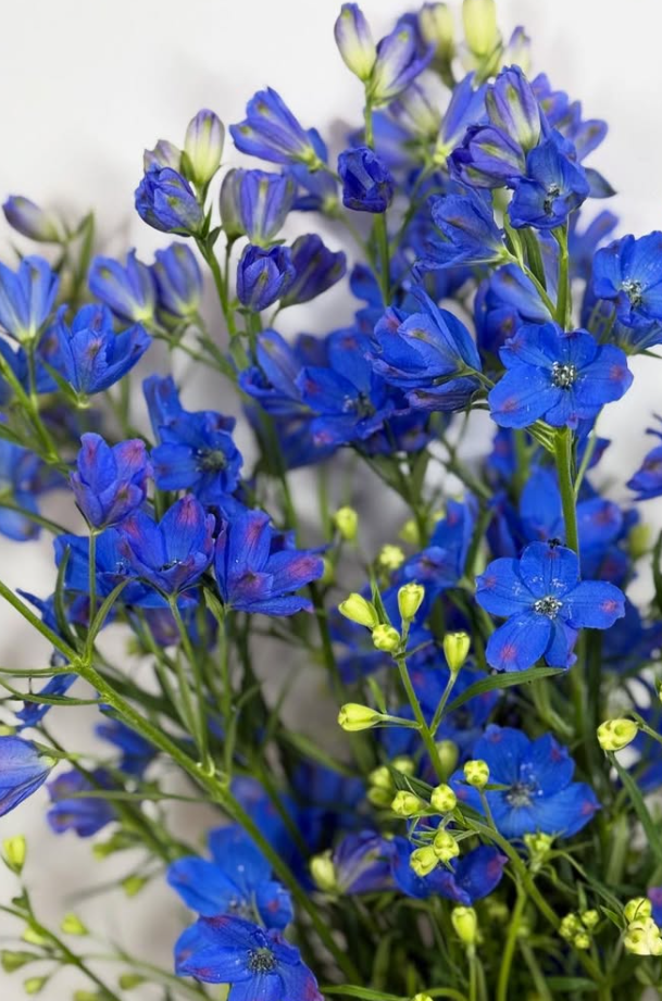 Delphinium 'Super Grand Blue' 80 Seeds