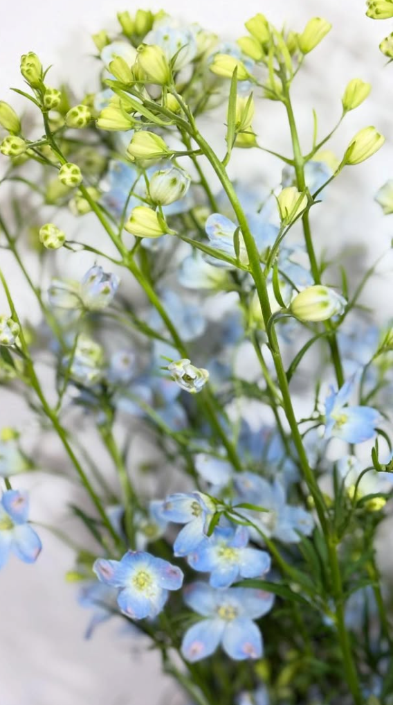 Delphinium 'Super Platinum Blue' 80 Seeds